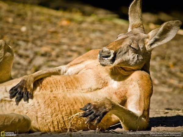 10.) This cool kangaroo sunbathing - 12 Photos That Prove Nature is Awesome 10.) This cool kangaroo sunbathing - 12 Photos That Prove Nature is Awesome