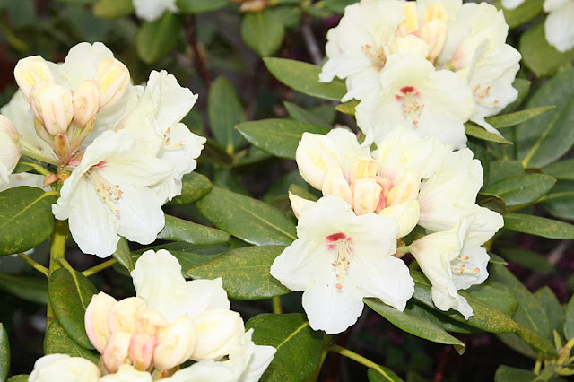 Frk. anemone: mine rhododendron Stue rhododendron