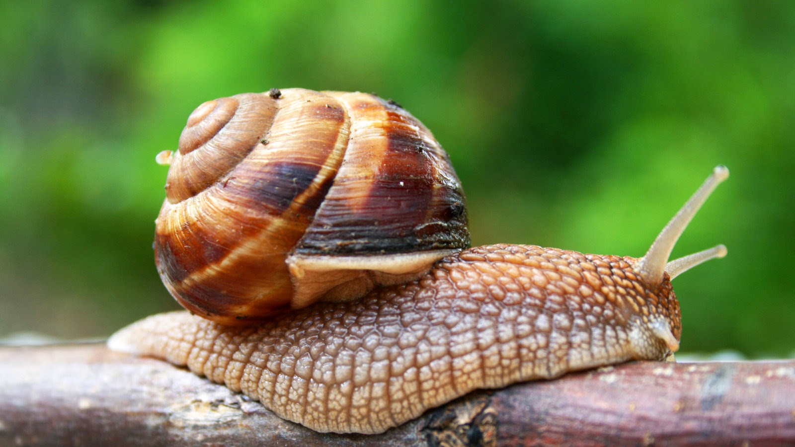 How To Take Care Of A Snail How To Take Care Of A Snail
