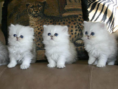 Persian Cat pictures