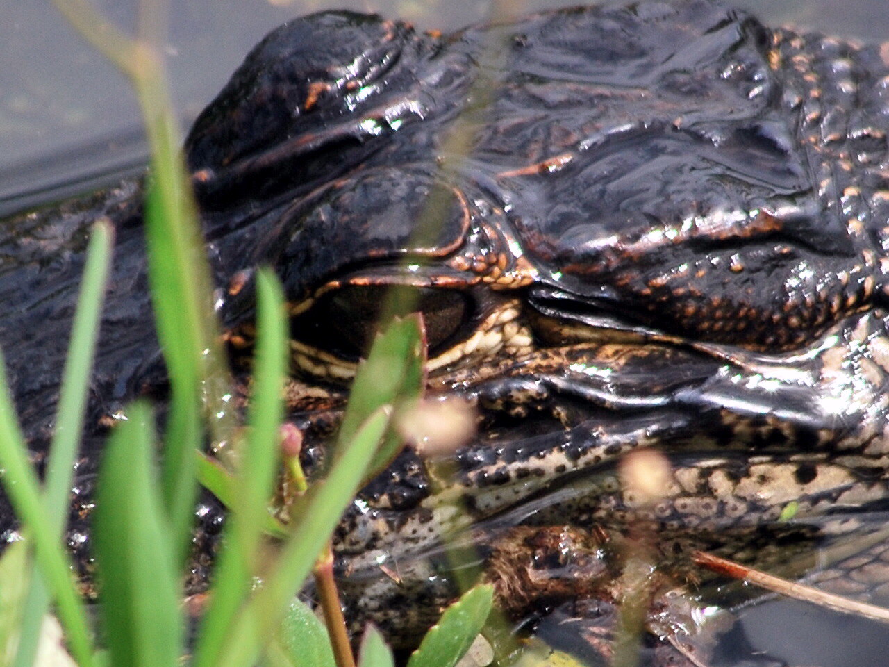 Litton's Fishing Lines Whitewater Bay, Coot Bay, Florida Everglades