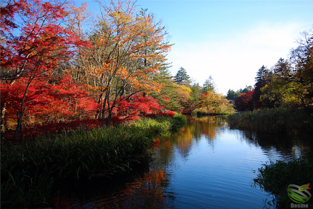 軽井沢 雲場池