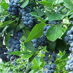 grow blueberries