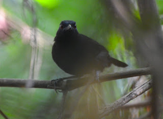 Goeldi's Antbird Male, Myrmeciza goeldii