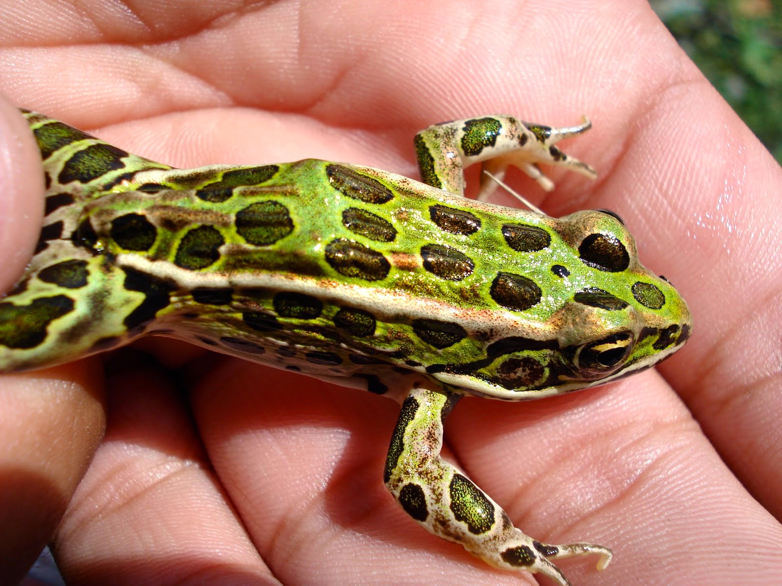 Nature on the Edge of New York City New Frog Species Found Around New