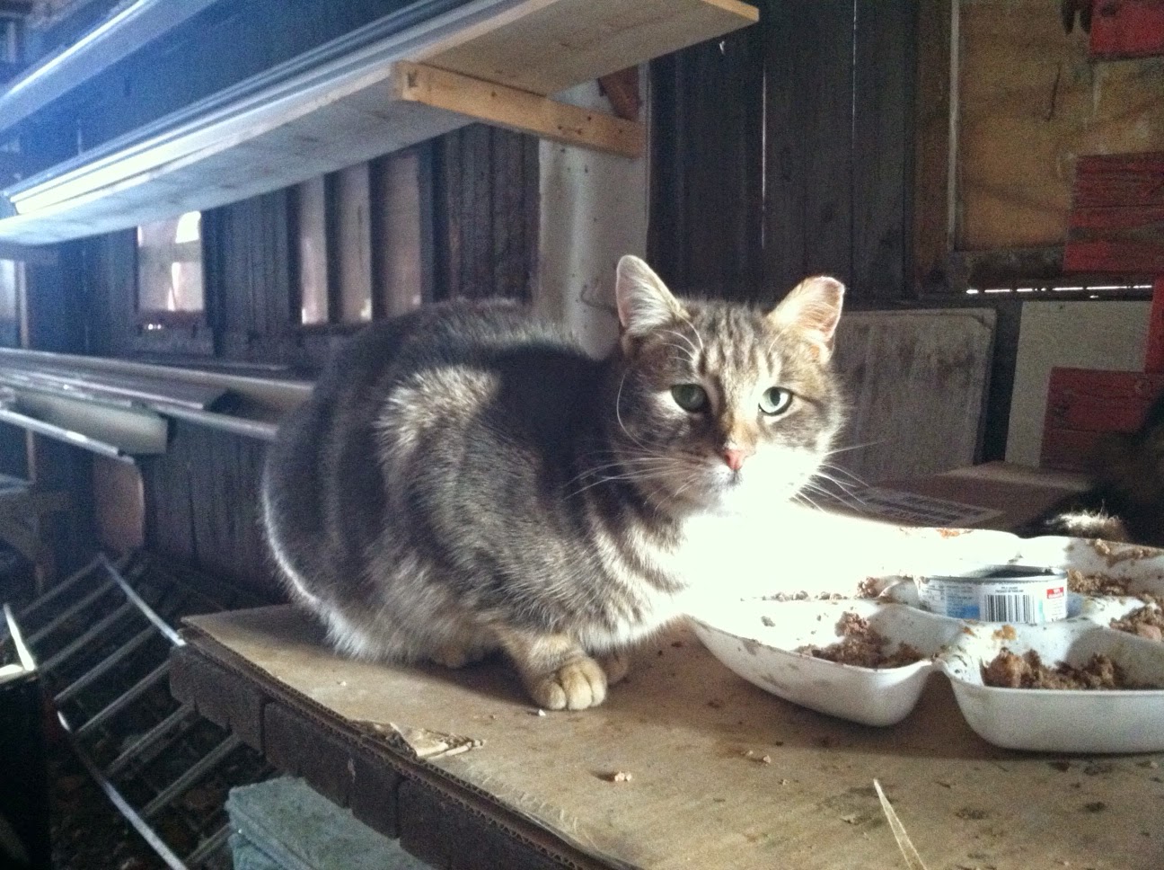 princess and the pauper cat name