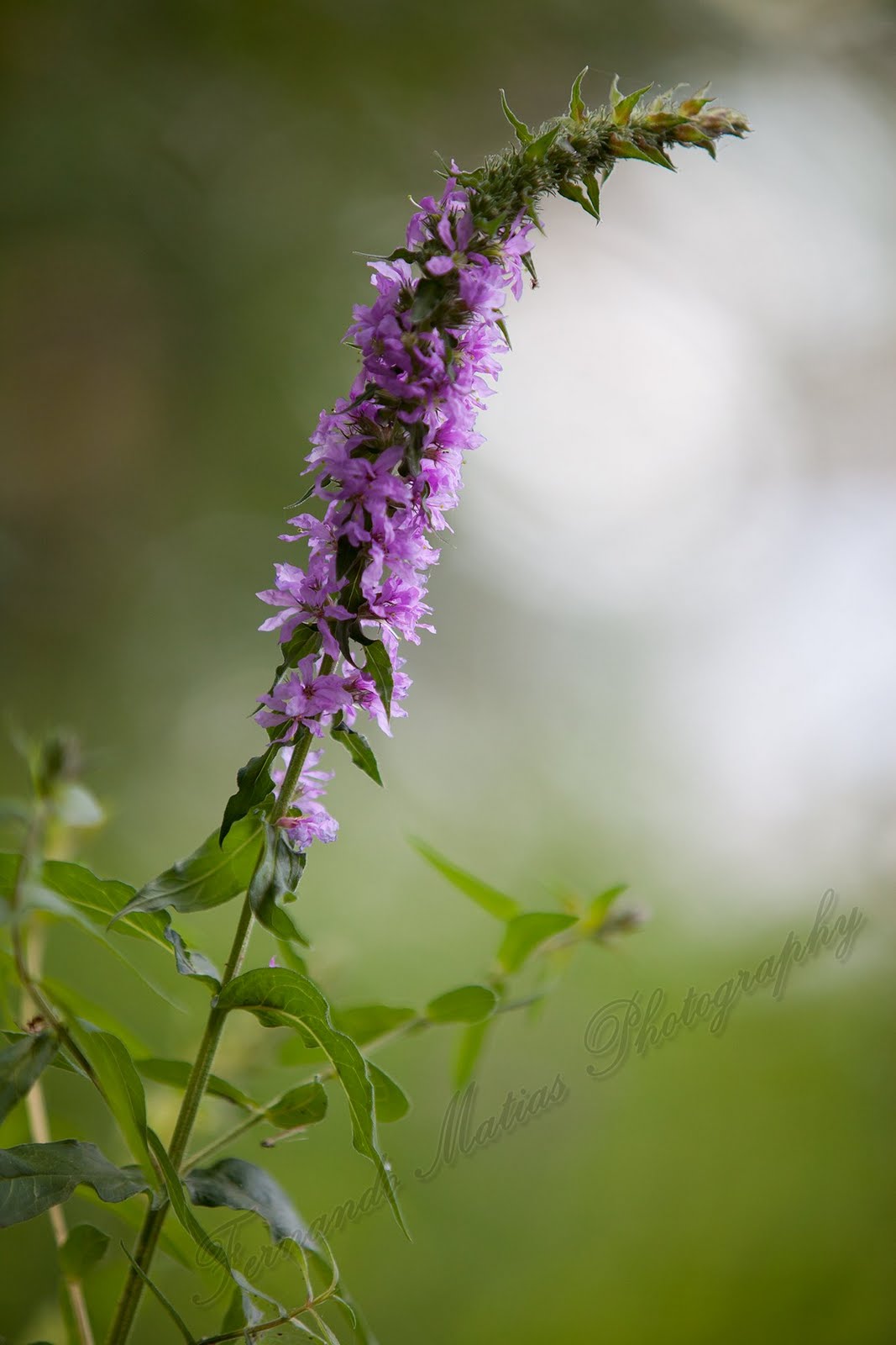 Fernando Matias Photography Ottawa Ontario Ottawa Wedding