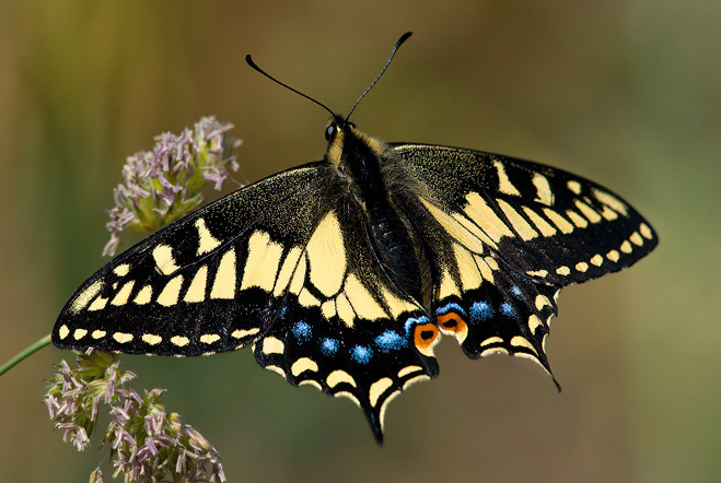 Anise Swallowtail ~ Butterfly of The Earth