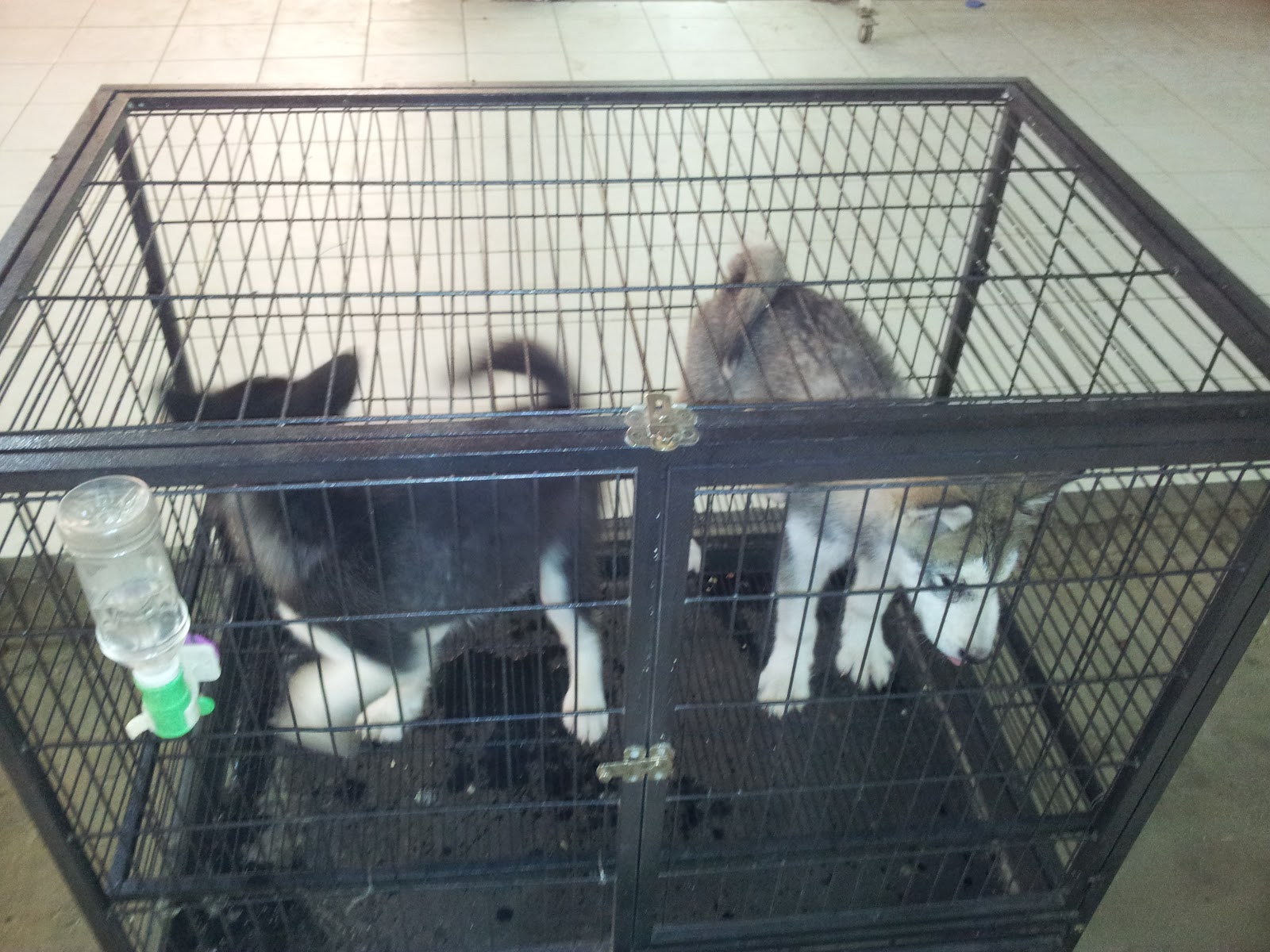 Animal Prisoners of Friday Market Life in Kuwait