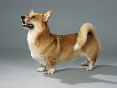 Pembroke Welsh Corgi Dog