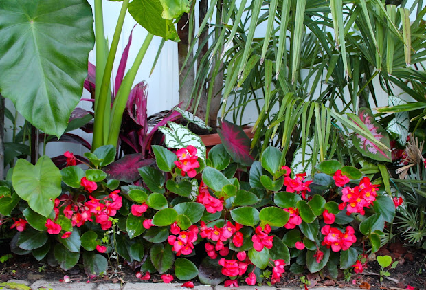 tropical gardening in york