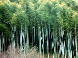 Mitigation Global Warming by Bamboo Forest