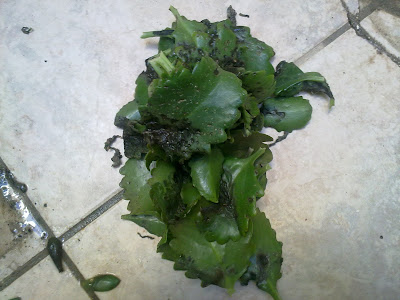 Kalanchoe