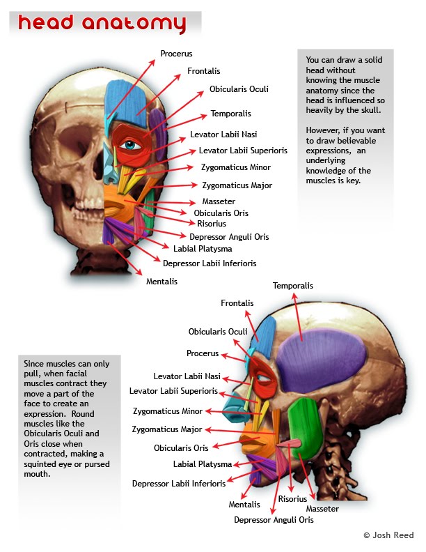 Drawsh: Head Anatomy