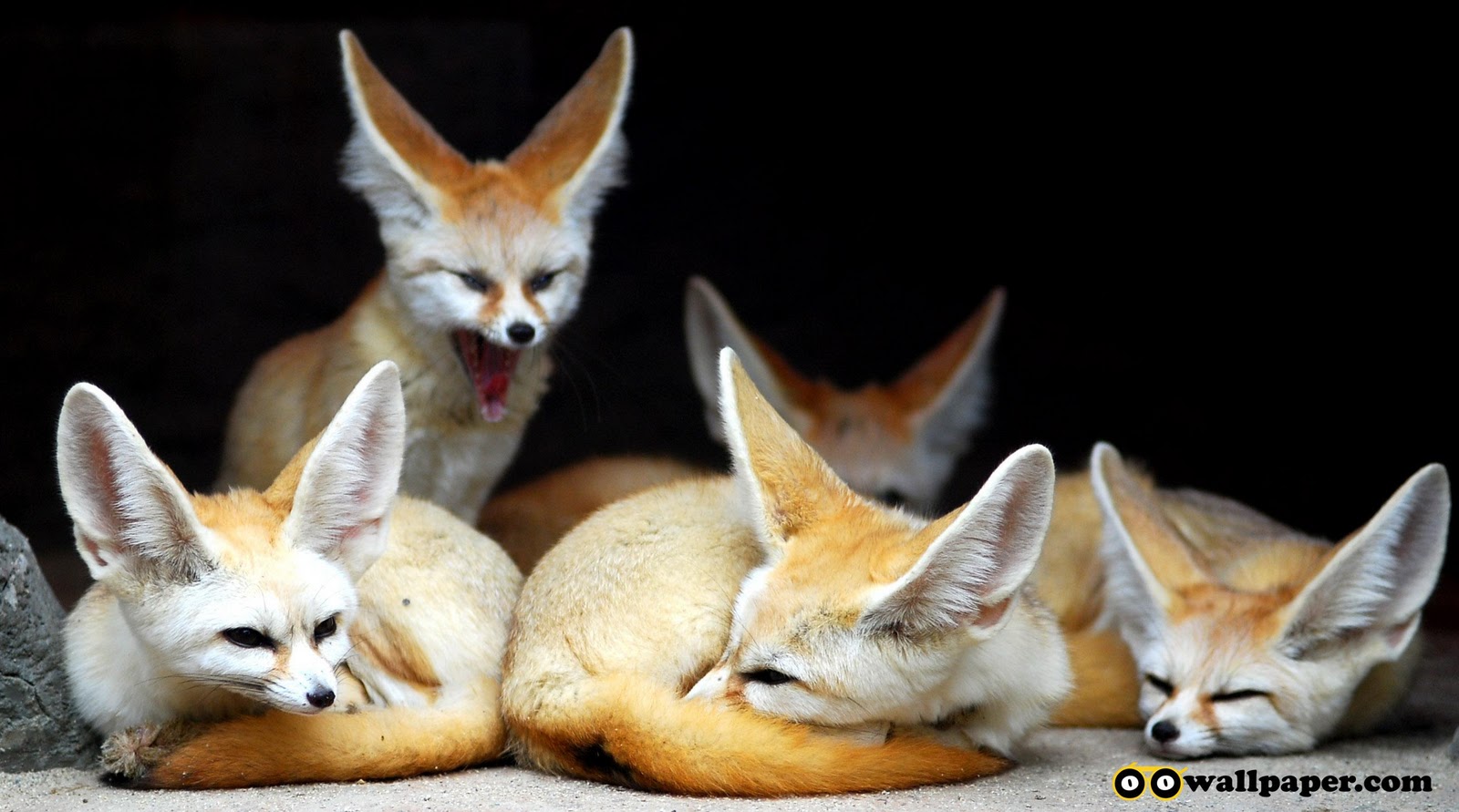 Yellow Foxes