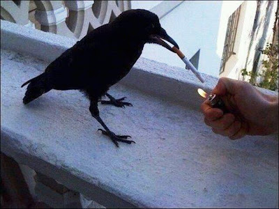 crazy crow smoking