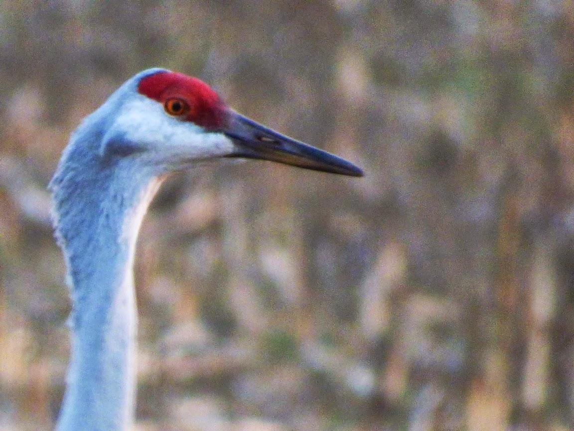 Sandhill Crane National Wildlife Federation >> Geotripper S California Birds Bird Of The Day Sandhill Cranes At Sandhill Crane National Wildlife Federation >> Geotripper S California Birds Bird Of The Day Sandhill Cranes At