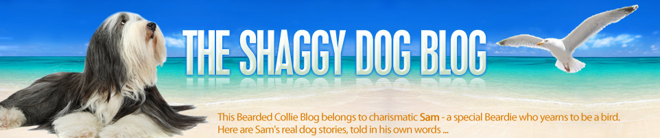 THE SHAGGY DOG BLOG