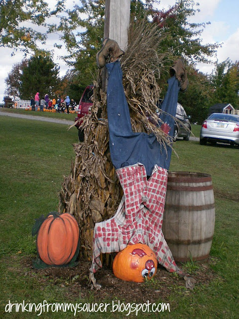 Drinking From My Saucer :: Kingsway Pumpkin Farm