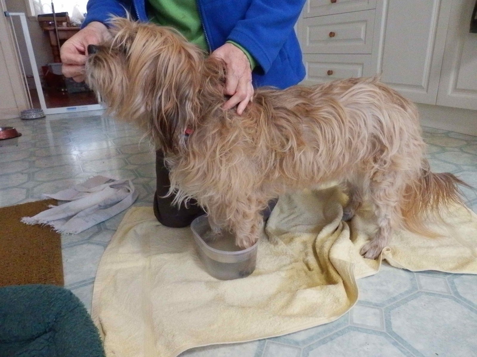 epsom salt for dogs my bathing paws in epsom salts epsom salt for dogs my bathing paws in epsom salts