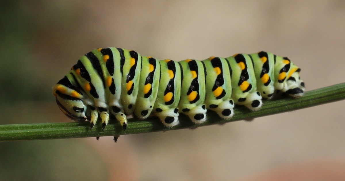 Creative Learning DIY Caterpillar Cage