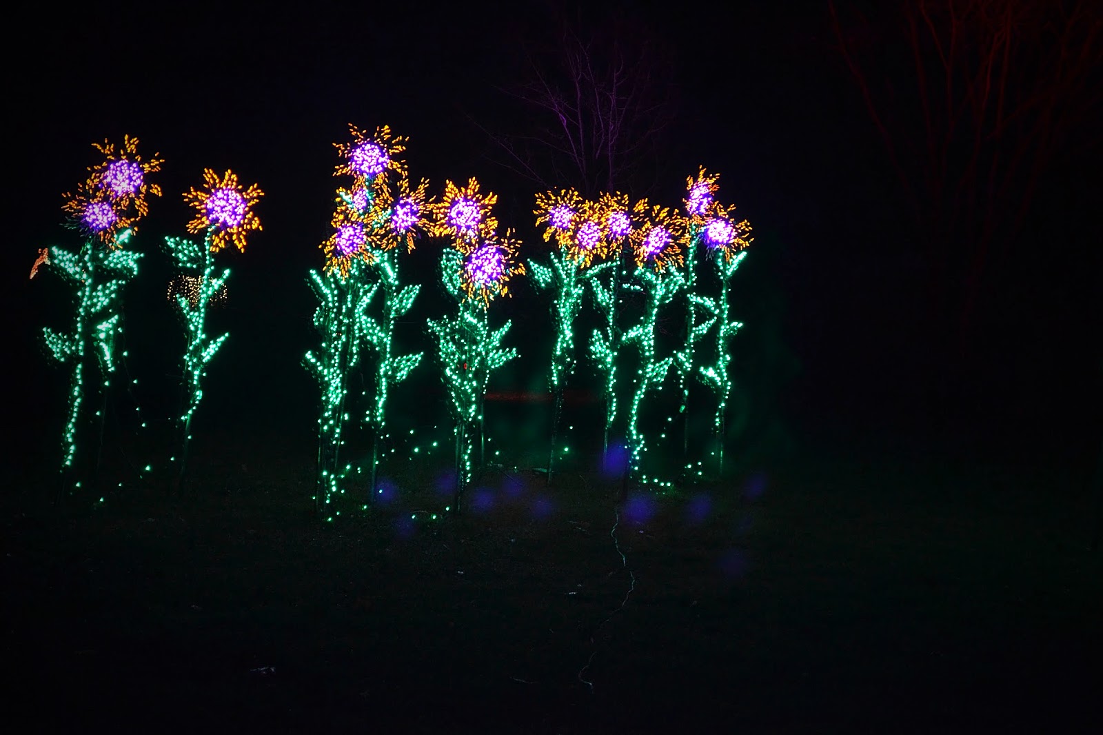 The Outlaw Gardener Garden d'Lights at Bellevue Botanical Garden