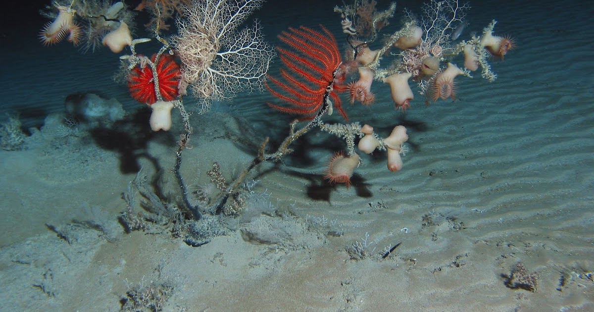 Save the Deep Sea The Ecosystem Impacts of Deepsea Fishing