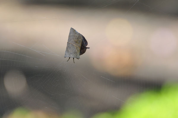 leaf curling spider