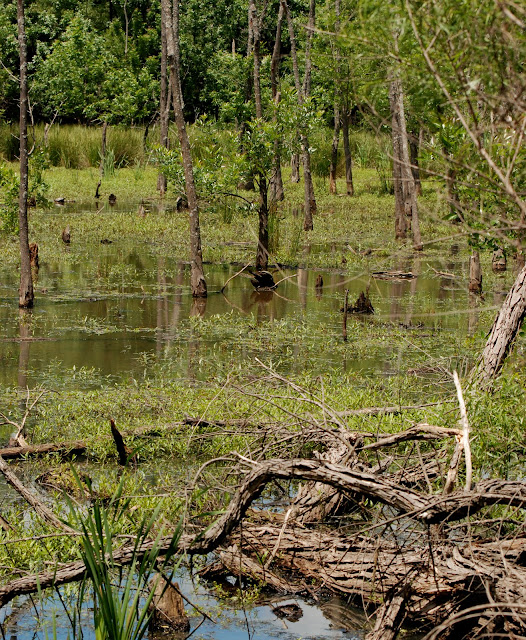 Blue Heron Park Nature Center Blue Heron Park Nature Center