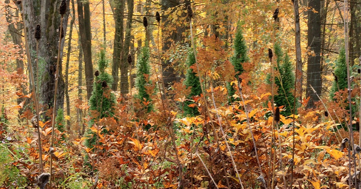 View from Federal Twist Garden visitors