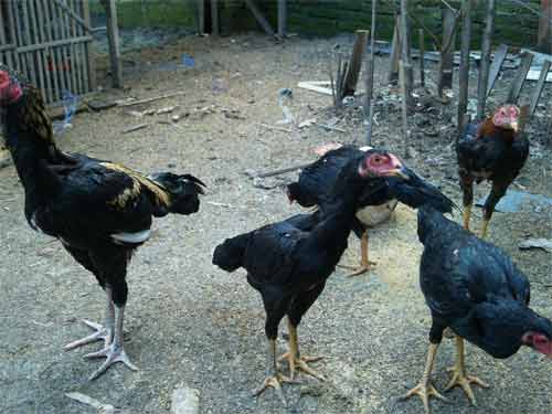 Memelihara ayam kampung mulai dari penetasan | Tips cara memelihara ayam