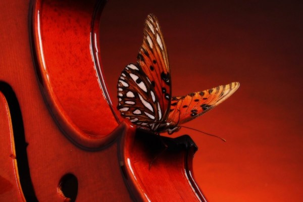 Brown Violin and Butterfly Images HD