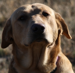 Grand Island Humane Society Facebook Grand Island Humane Society Facebook