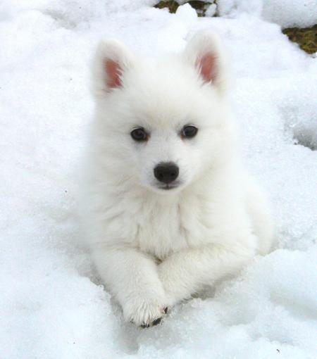 samoyed hdb approved