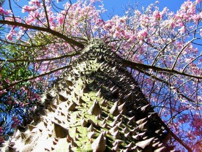 7 Pohon Langka Dan Unik Di Dunia 7 Pohon Langka Dan Unik Di Dunia