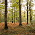 Promenade en Forêt