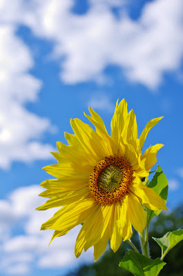 Pentax DA 35mm f/2.4 фото