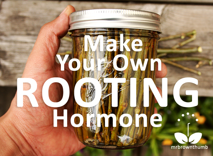 Make your own rooting hormone from willow twigs