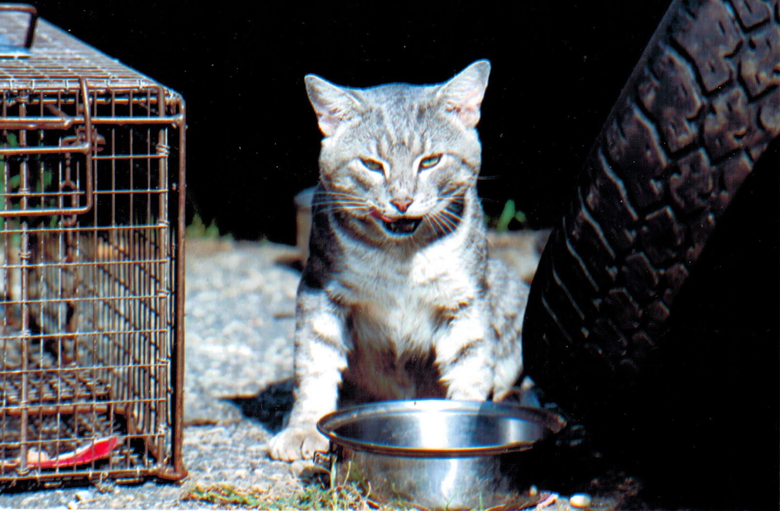 Need Help Humane Trap Lost Cat Need Help Humane Trap Lost Cat