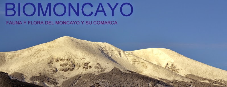 BIOMONCAYO