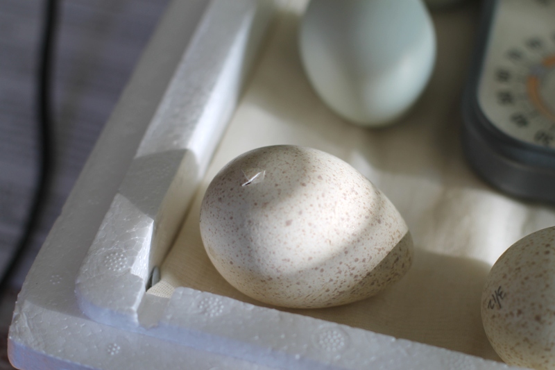 the turkeys are hatching! Gypsy Farmgirl