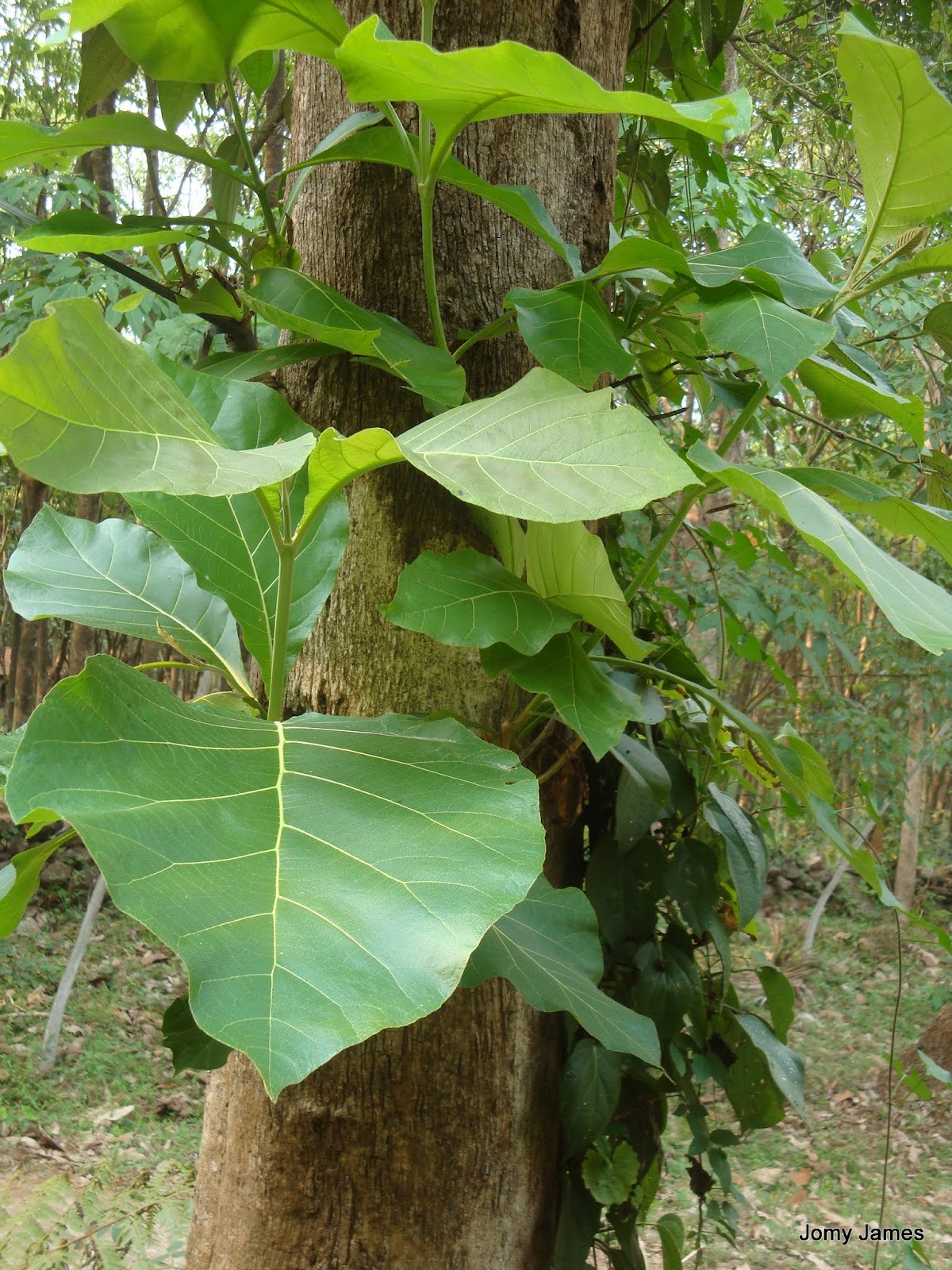 Jomy�s Snaps Teak Wood Plant