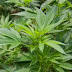 Uruguai é o primeiro país do mundo a legalizar a maconha