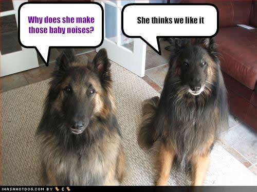 Download this Funny Dog Pictures... picture
