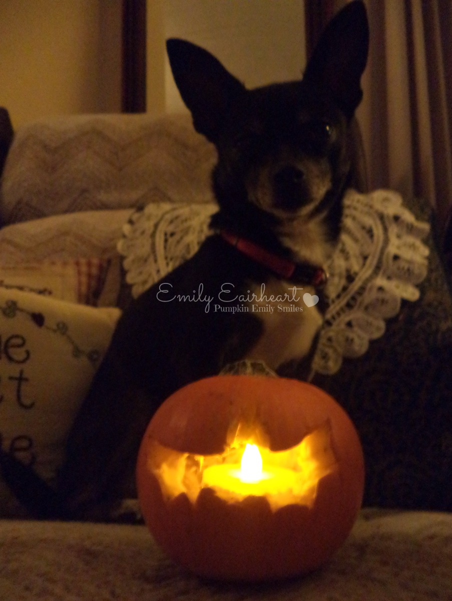 Minnie, Chihuahua behind a pumpkin.
