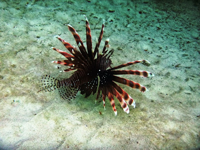 www.sailingoceanofdreams.blogspot.com