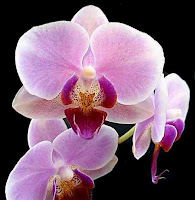 purple flower
