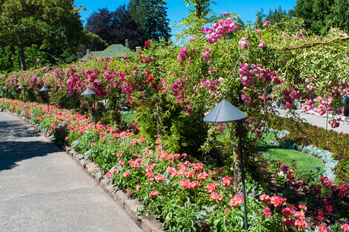 [Image: thanh-pho-day-hoa-cua-dat-nuoc-tuyet-dep...ada-15.jpg]