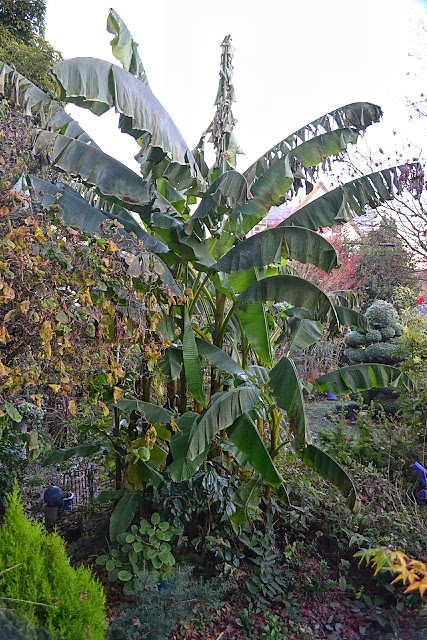 Mariette S Back To Basics Cotoneaster Lacteus Colorful Berries
