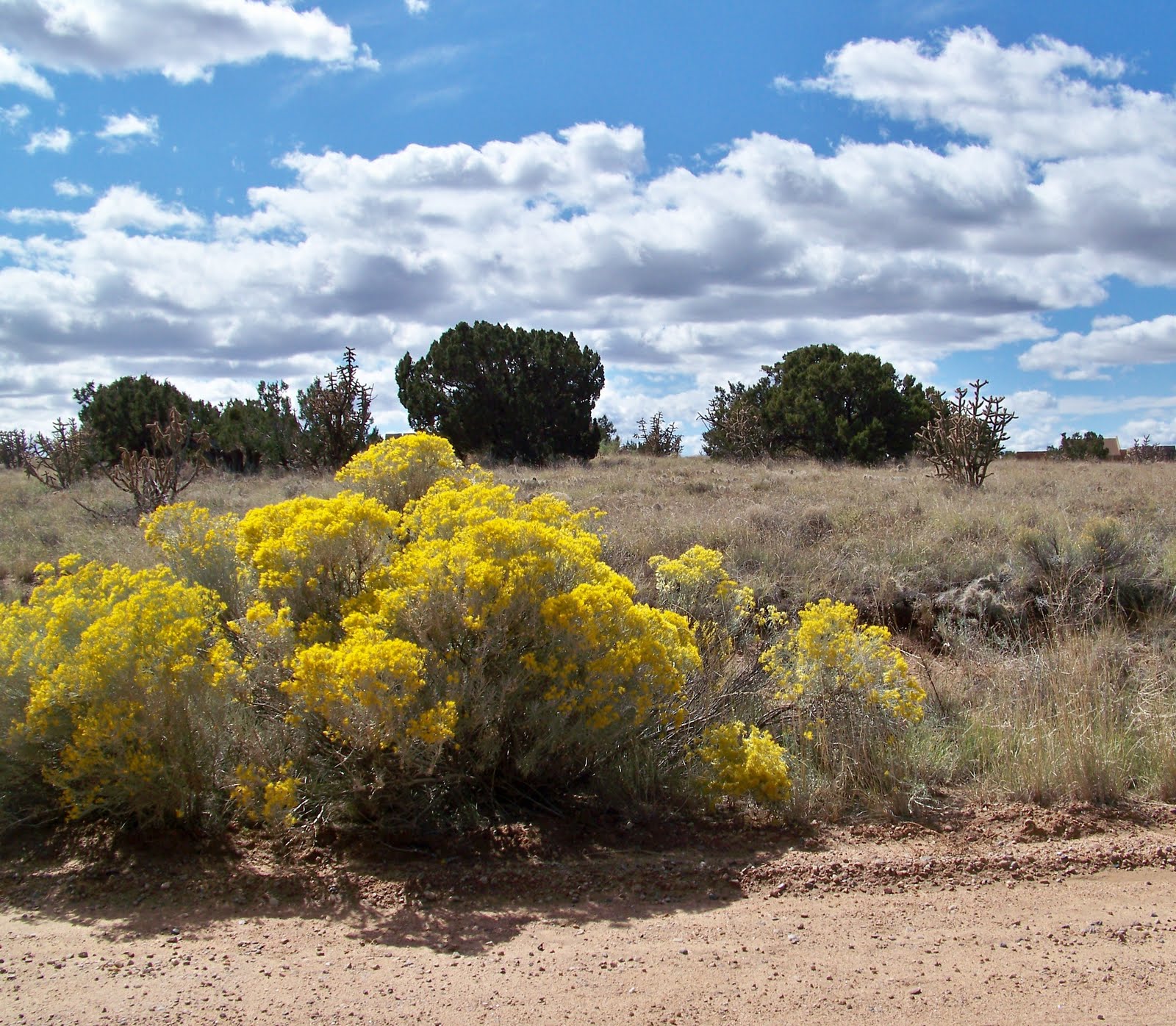 La Casa de Towanda Chamisa!